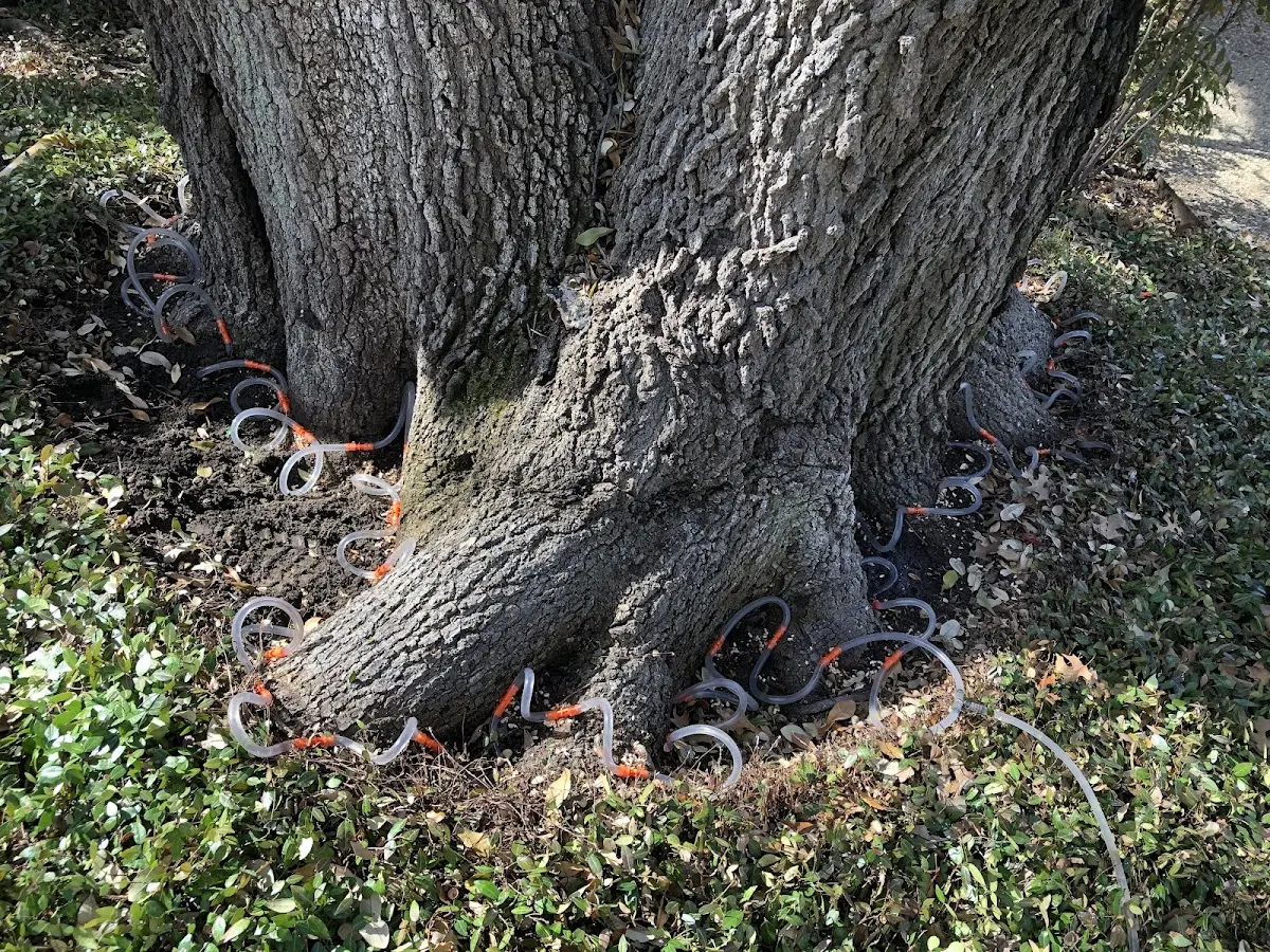 Detailed Tree Cabling and Bracing job site in Lesterville