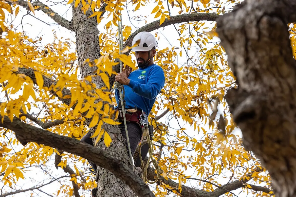 Skilled Dead Tree Removal crew working in Lesterville
