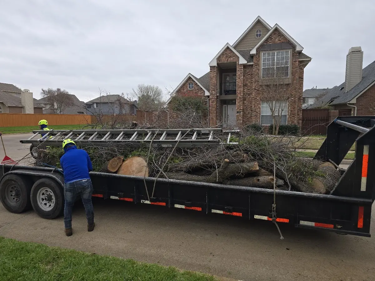 Expert Tree Removal with proper safety equipment in Lesterville